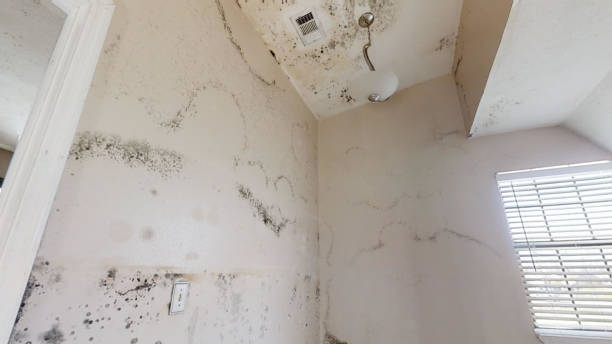 Best Forensic Mold Investigation  in Willow Creek, CA