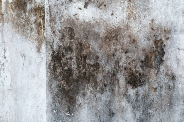 Best Commercial Mold Inspection  in Willow Creek, CA