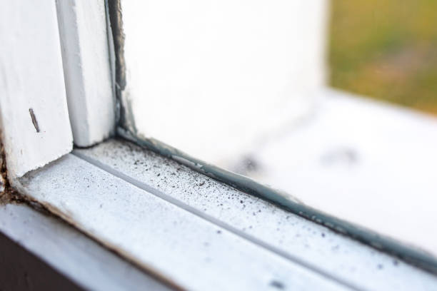 Best Commercial Mold Inspection  in Willow Creek, CA