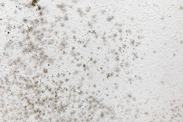 Best Basement Mold Removal  in Willow Creek, CA