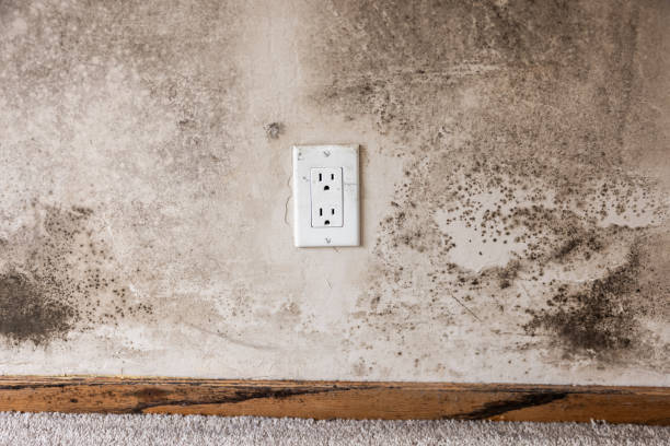 Best Mold Removal for HVAC Installations  in Willow Creek, CA