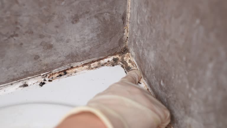 Best Mold Prevention Services  in Willow Creek, CA